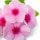 Impatiens