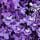 Jacaranda