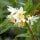 Jasmine Orchid