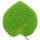 Katsura Leaf