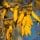 Kowhai