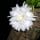 Lady Of The Night Flower