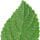 Lantana Leaf