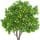 Lemon Tree