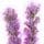 Liatris
