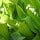Lily Of The Valley Leaves