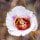 Mariposa Lily
