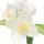 Mock Orange
