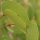 Mopane
