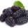 Mulberry