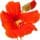 Nasturtium