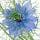 Nigella