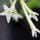 Night Blooming Jasmine