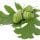 Oak Leaves