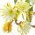 Orchid Cactus