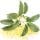 Osmanthus