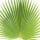 Palm Leaf