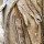 Paperbark
