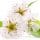 Pear Blossom