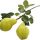 Pear Tree