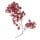 Pepper Tree