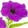 Petunia