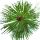 Pine Tree