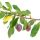 Plum Tree