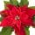Poinsettia