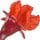 Pomegranete Blossom