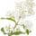 Privet