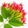 Rangoon Creeper