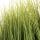 Reed