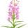 Rosebay Willowherb