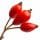 Rose Hip
