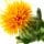 Safflower