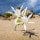 Sand Lily