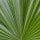 Saw Palmetto