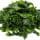 Seaweed