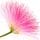 Silk Tree Blossom