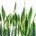 Snake Plant