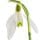 Snowdrops