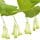 Solomon's Seal
