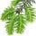 Spruce