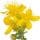 Saint John's Wort