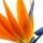 Strelitzia