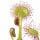Sundew
