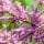 Tamarisk