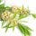 Tea Tree Oil