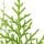 Thuja